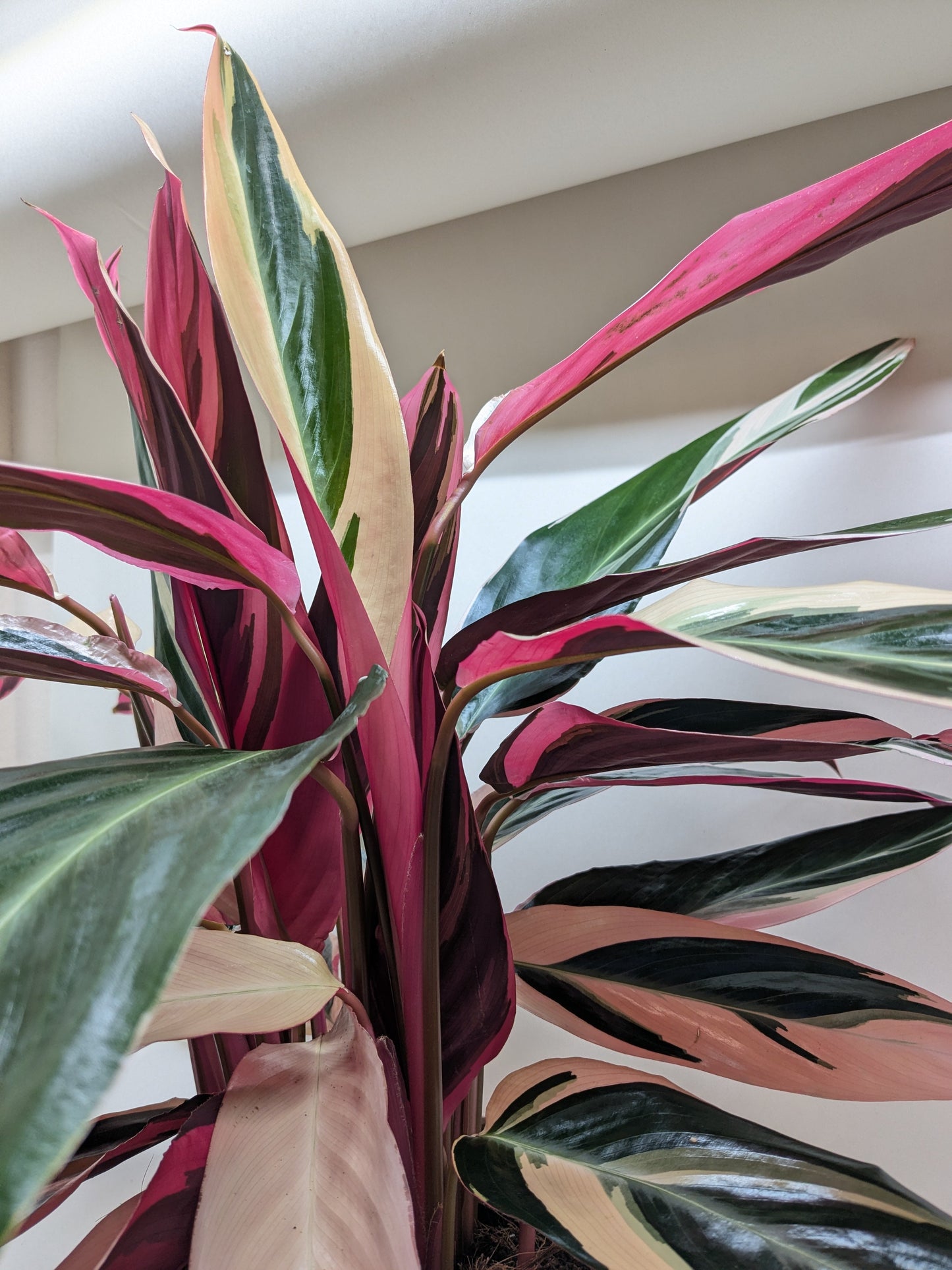 Stromanthe Triostar 6" potted plant
