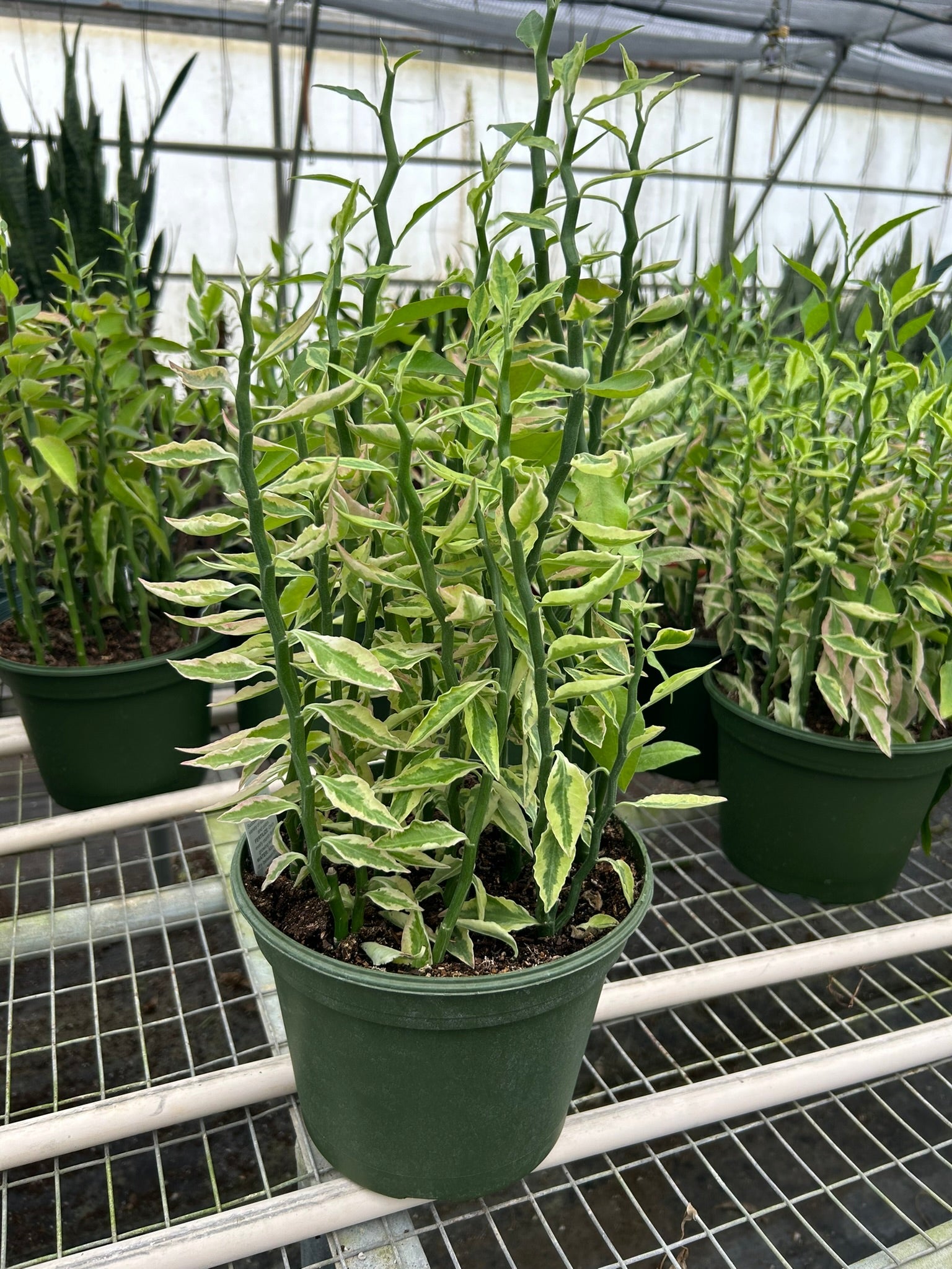 Variegated Devil's Backbone Euphorbia potted plant
