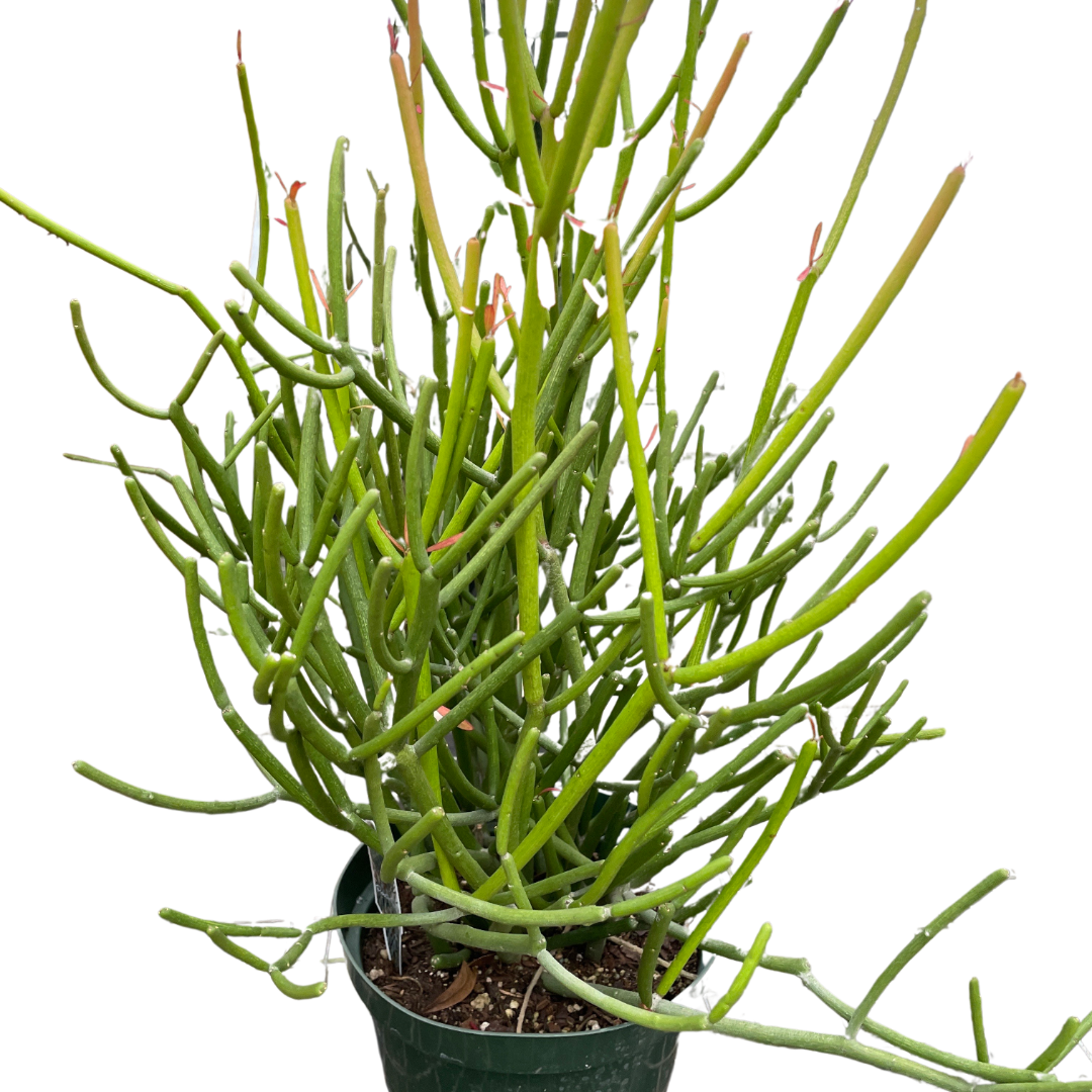 Euphorbia 'Pencil Cactus' potted plant