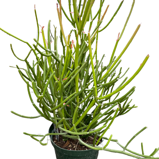 Euphorbia 'Pencil Cactus' potted plant