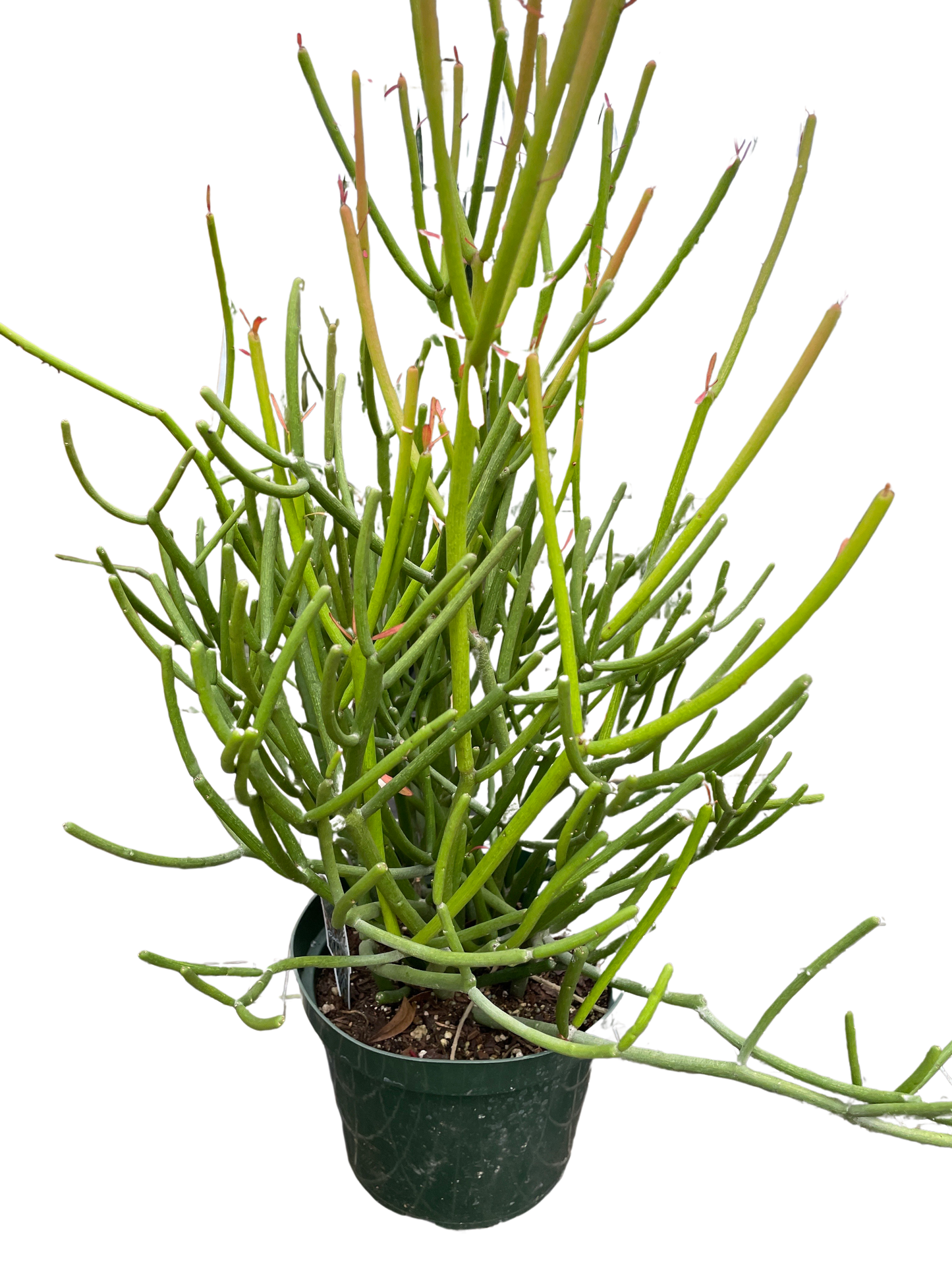 Euphorbia 'Pencil Cactus' potted plant