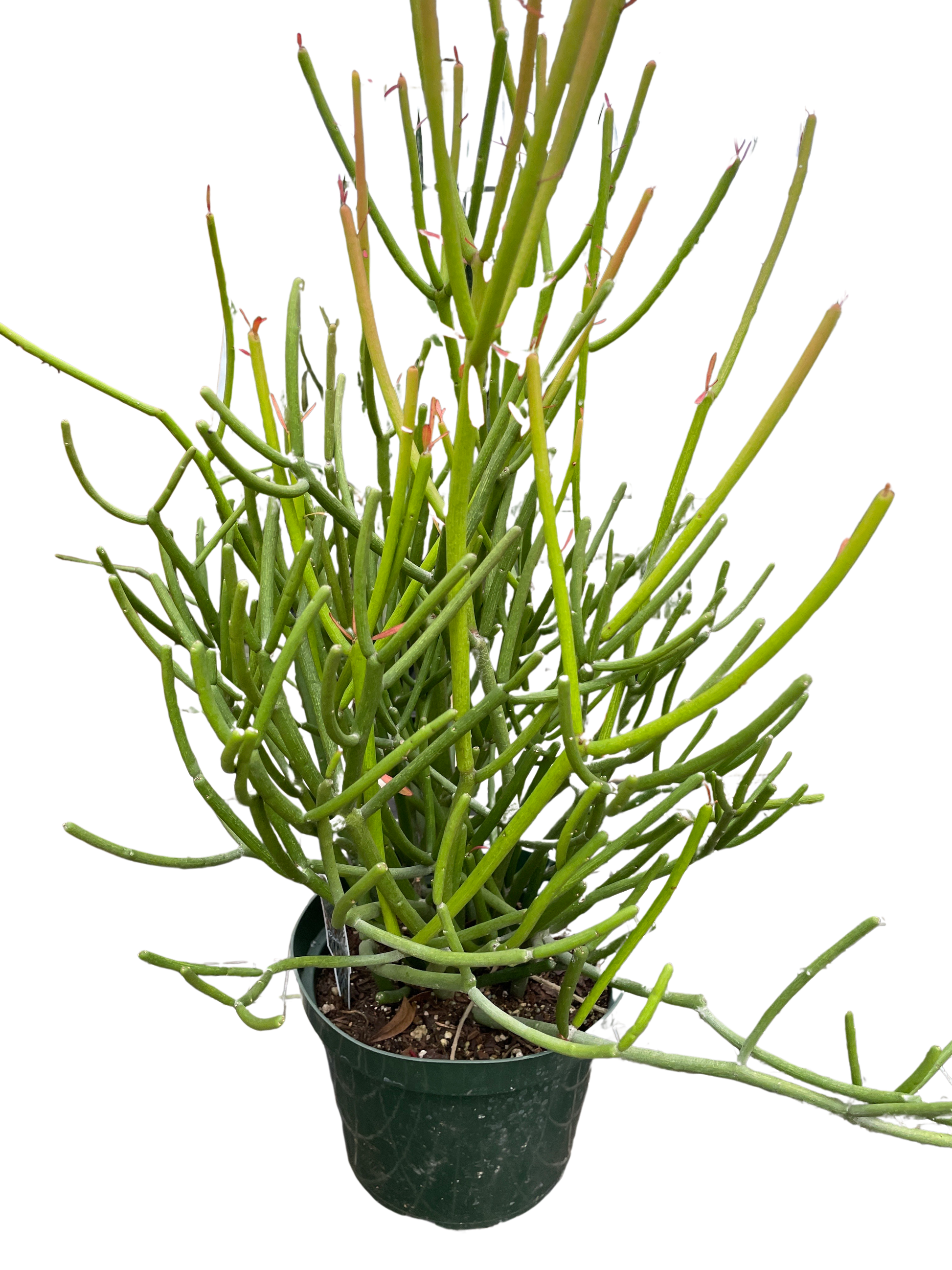 Euphorbia 'Pencil Cactus' potted plant