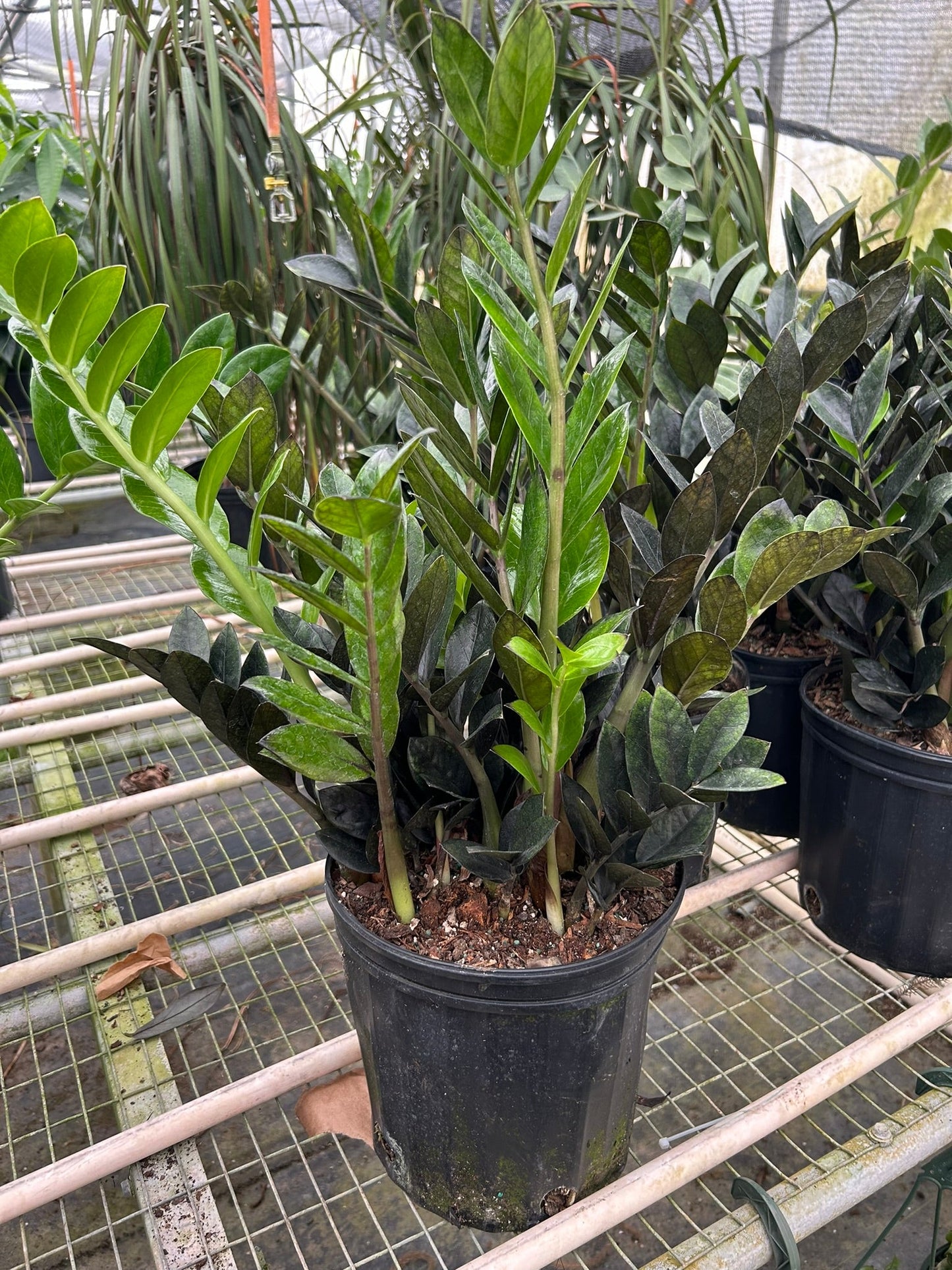 ZZ Zamioculcas 'Black Queen' potted plant