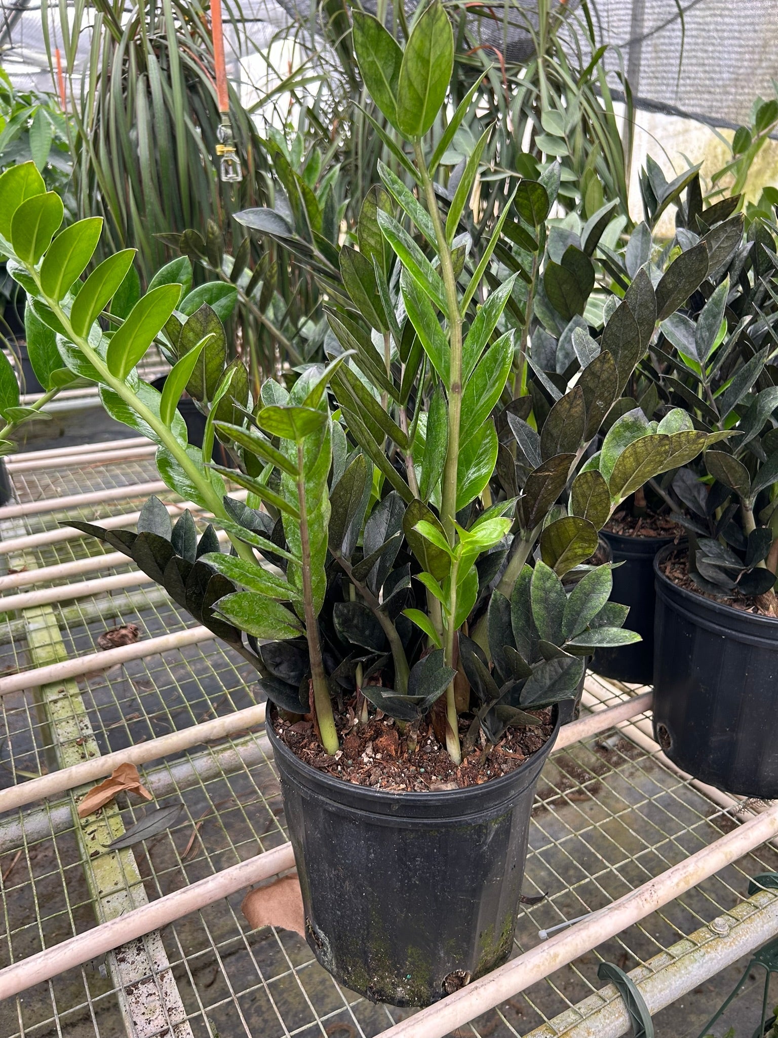 ZZ Zamioculcas 'Black Queen' potted plant