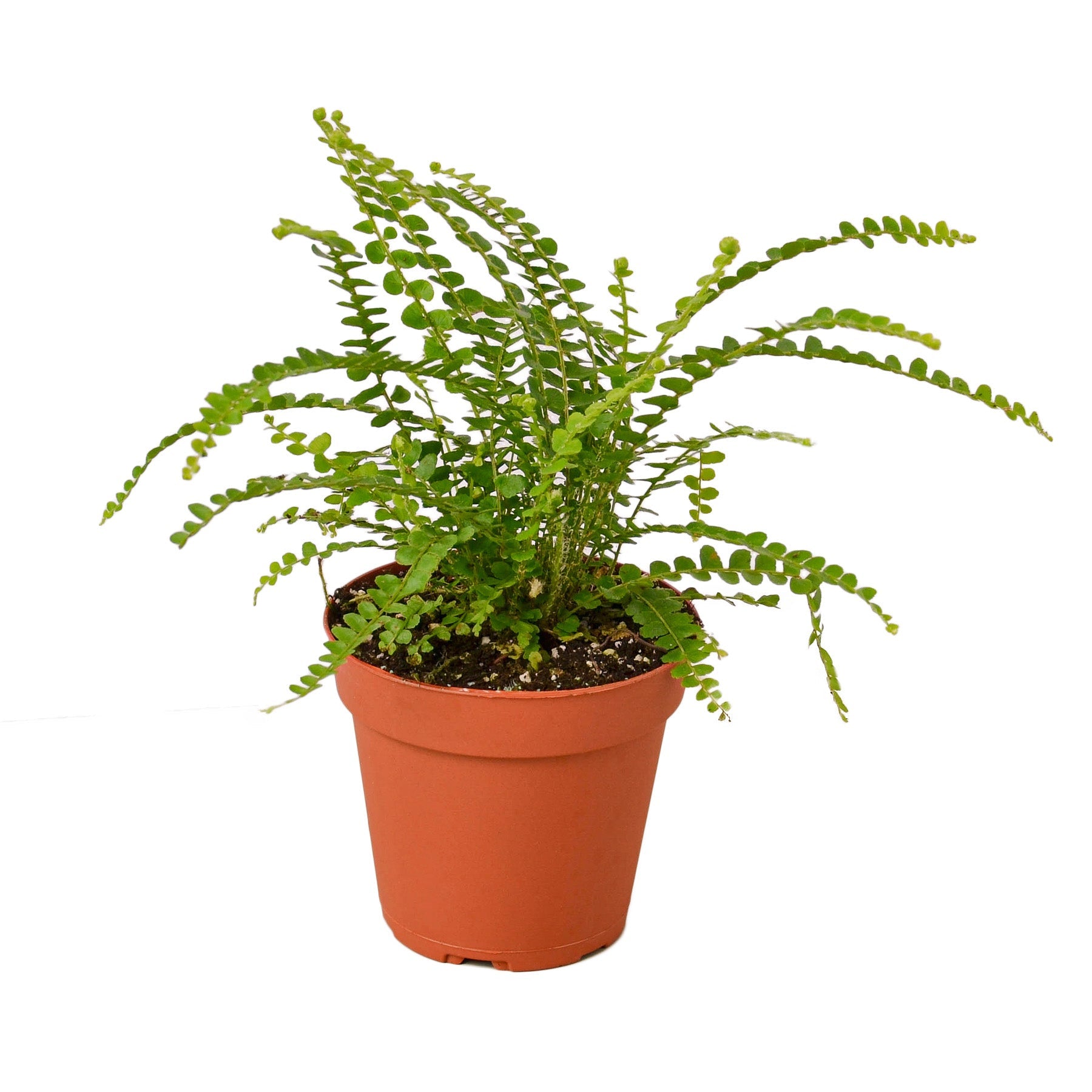 Fern 'Lemon Button' potted plant