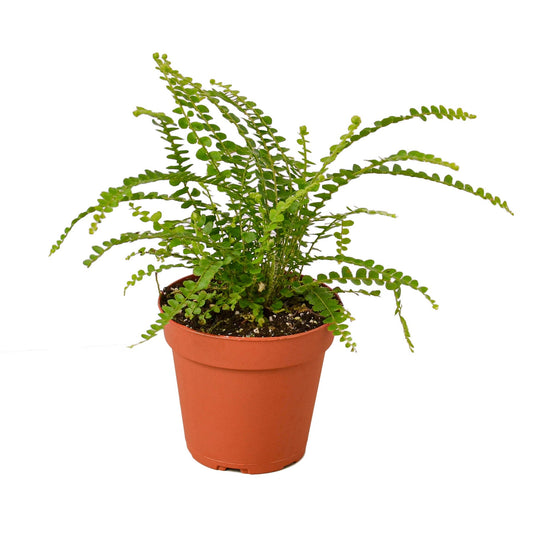 Fern 'Lemon Button' potted plant