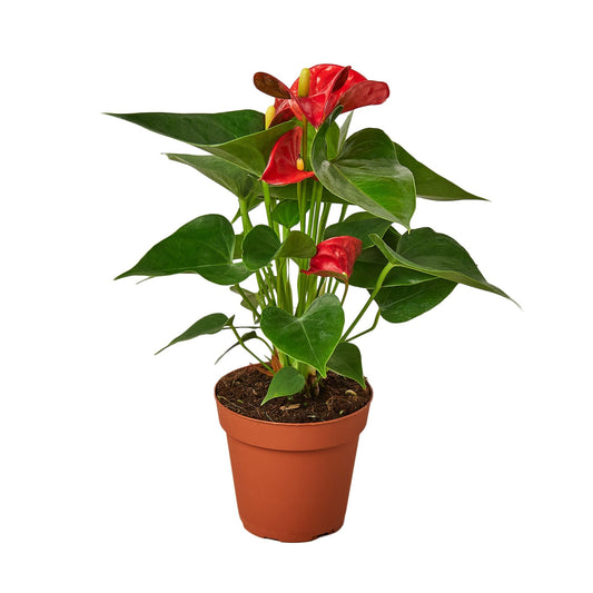 Anthurium 'Red' - 4" Pot - NURSERY POT ONLY