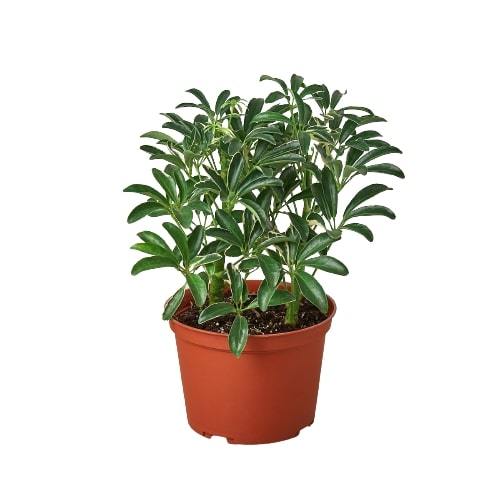 Schefflera Moonlight 'Umbrella Plant' potted plant