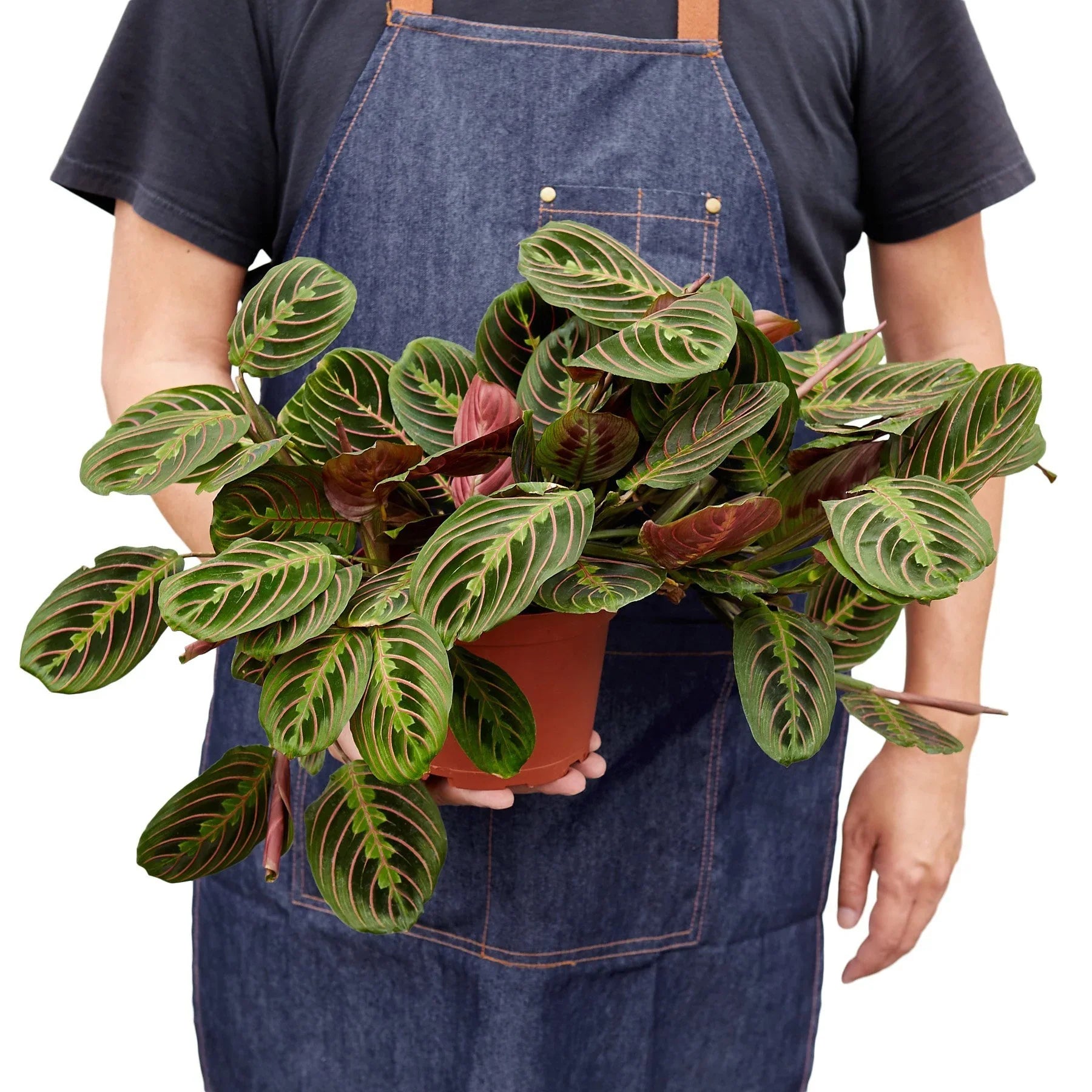 Maranta Red Prayer potted plant