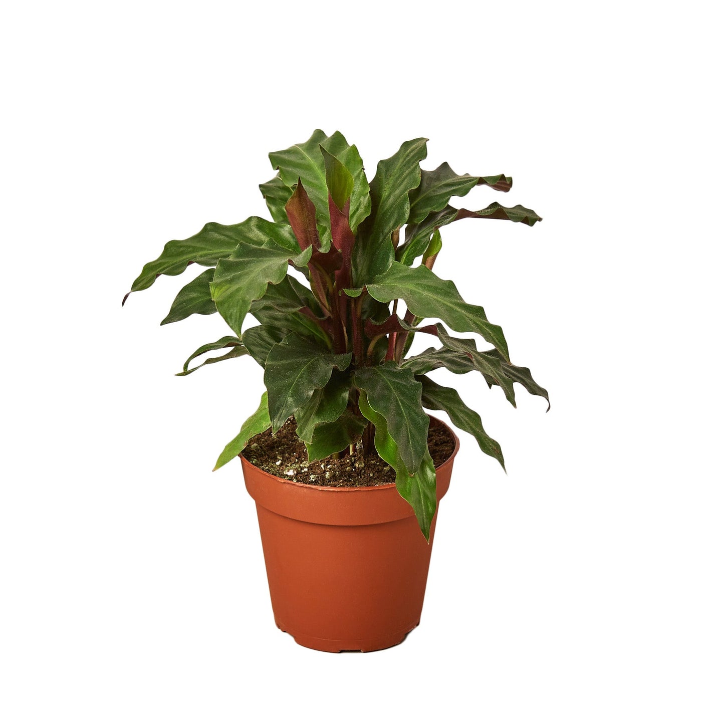 Calathea Rufibarba 'Furry Feather' 4" potted plant