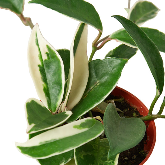 Hoya Carnosa 'Tricolor' 6" potted plant