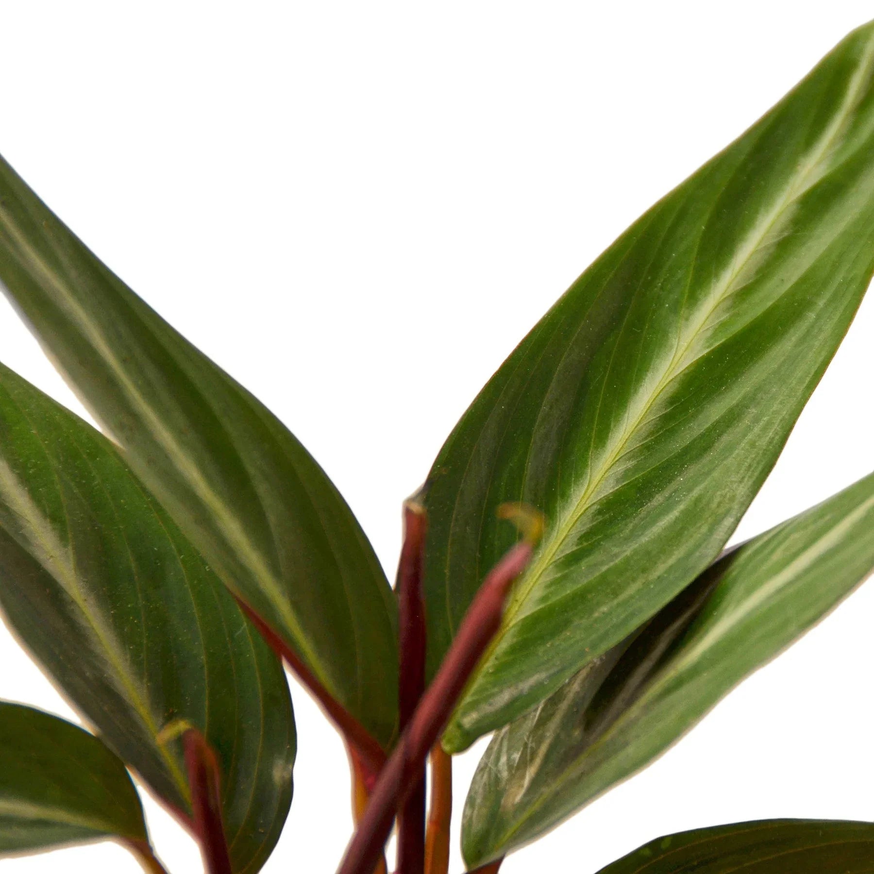 Stromanthe Sanguinea 4" potted plant