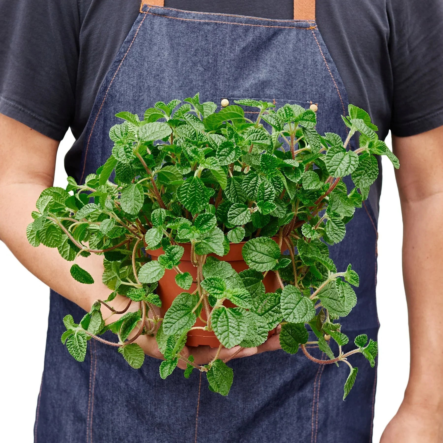 Pilea 'Crinkle' 4" potted plant