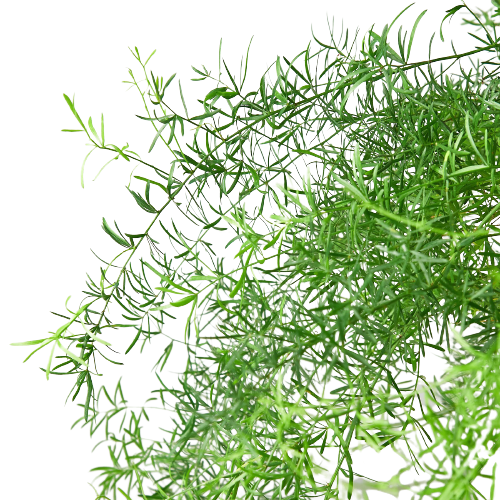 Fern 'Sprengeri' 6" potted plant
