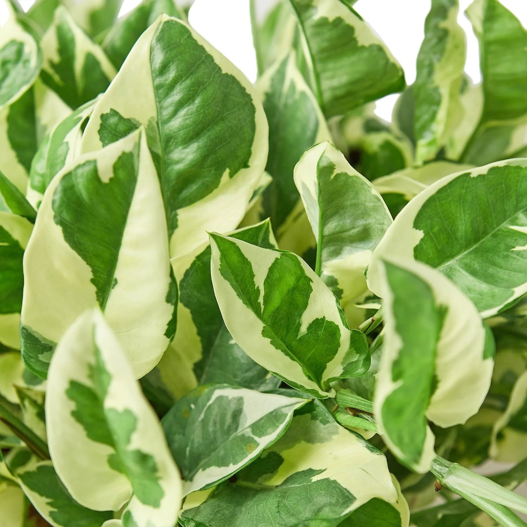 Pothos 'N'joy' potted plant