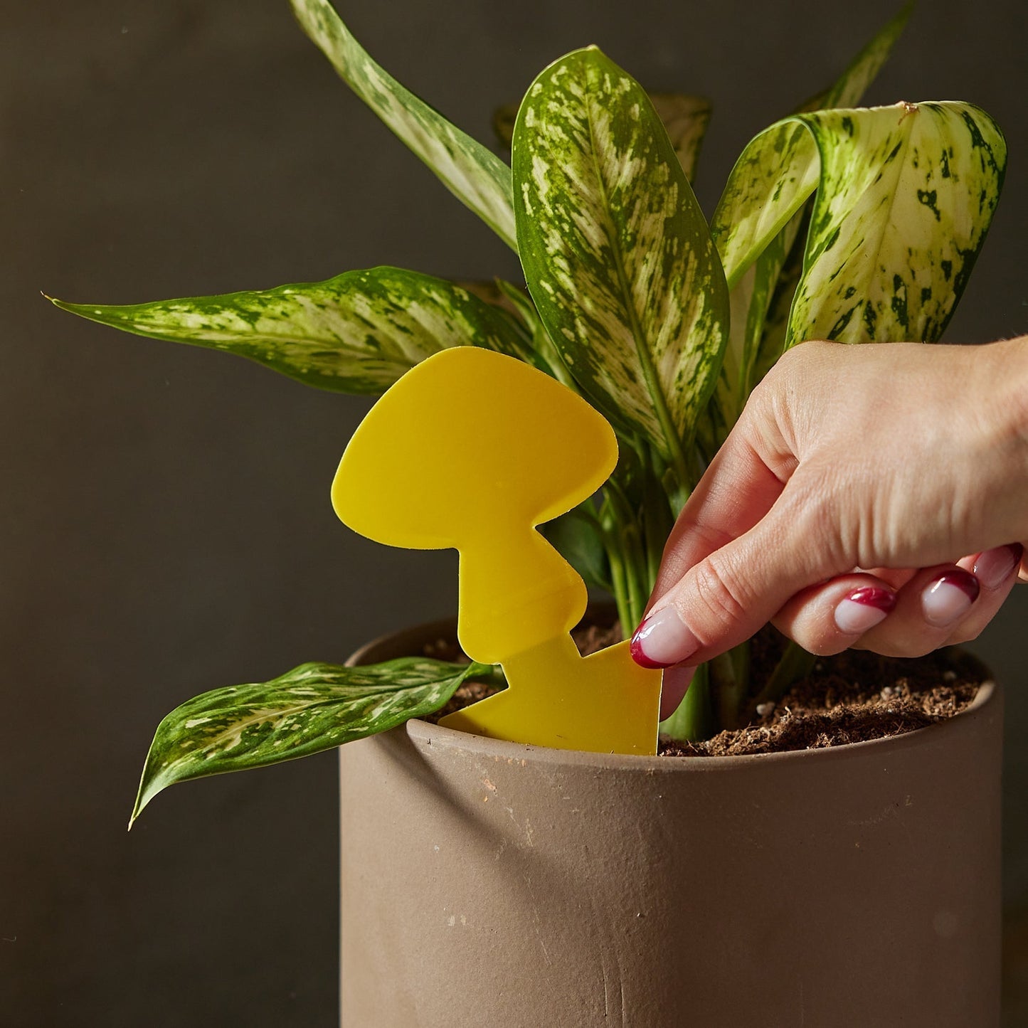 Sticky Traps for Plant Pests potted plant