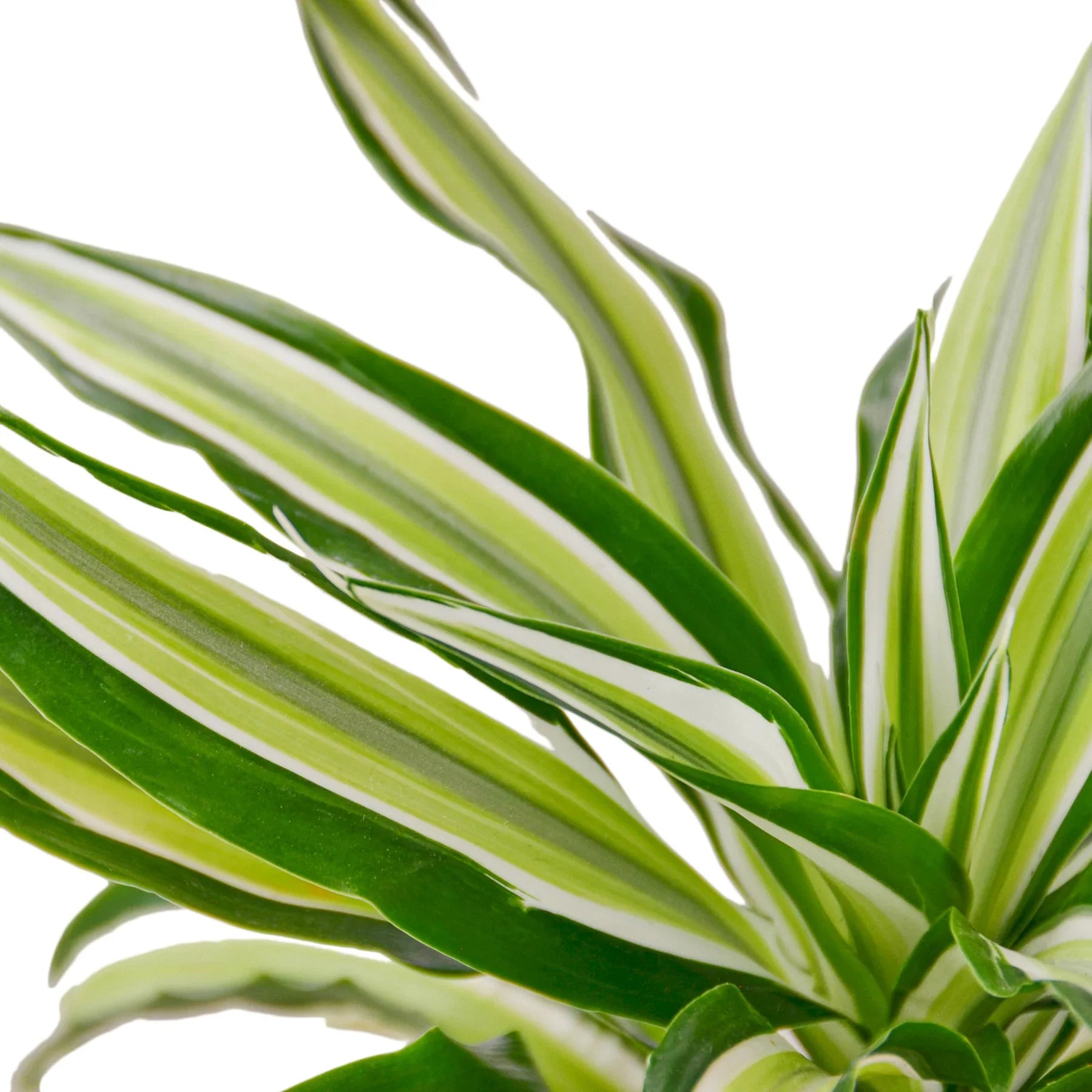 Dracaena 'Malaika' 4" potted plant