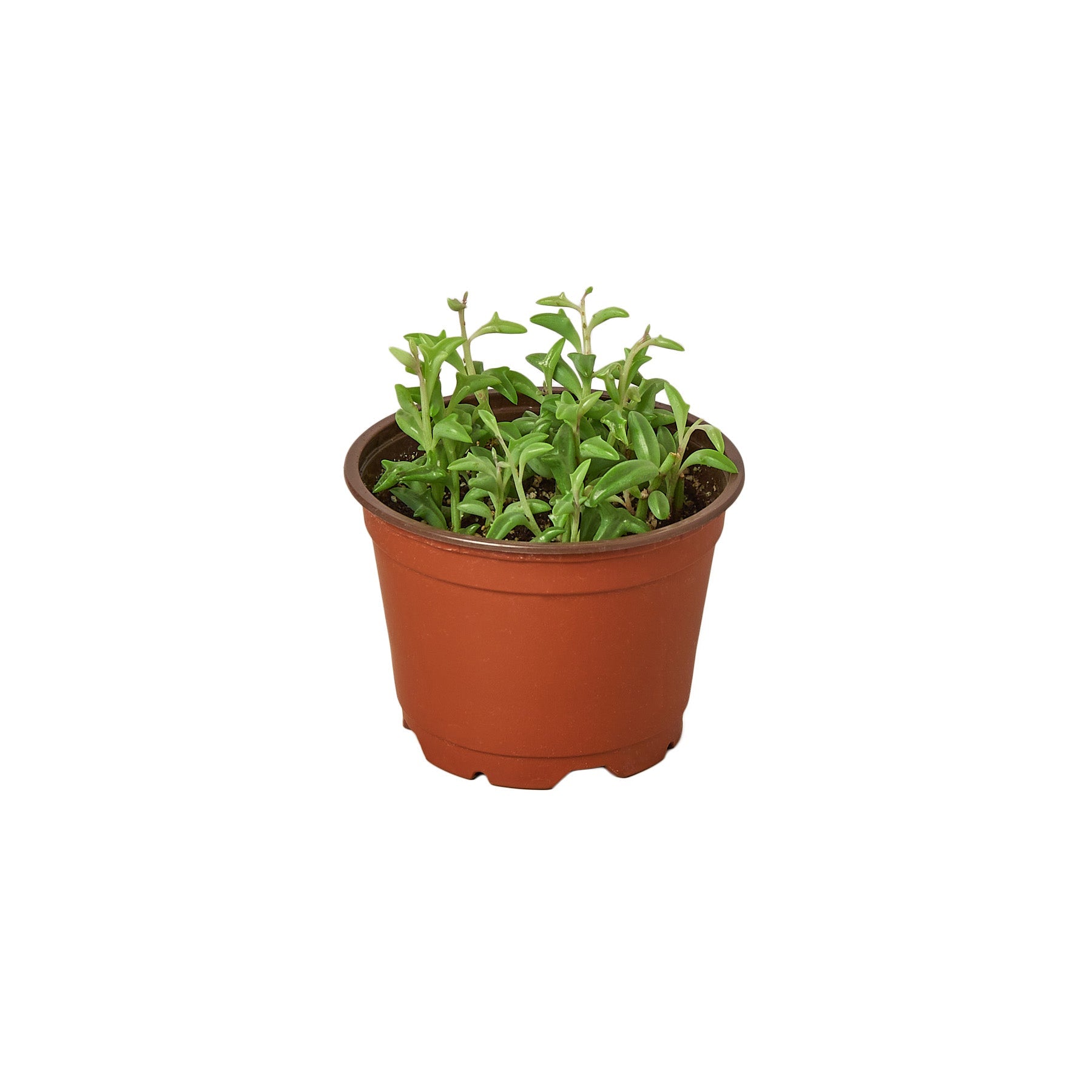 Succulent 'String of Dolphins' potted plant