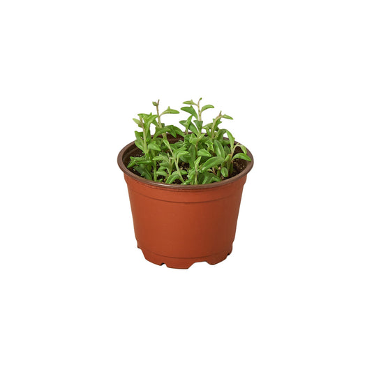 Succulent 'String of Dolphins' potted plant