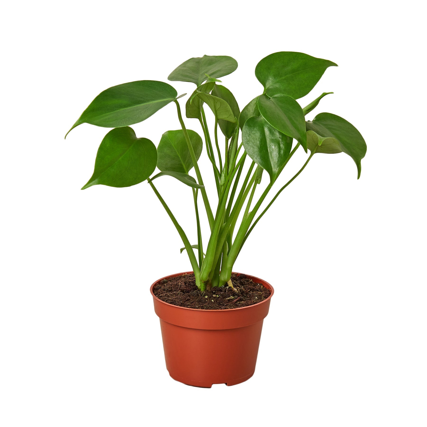 Philodendron Monstera Split-Leaf 4" potted plant