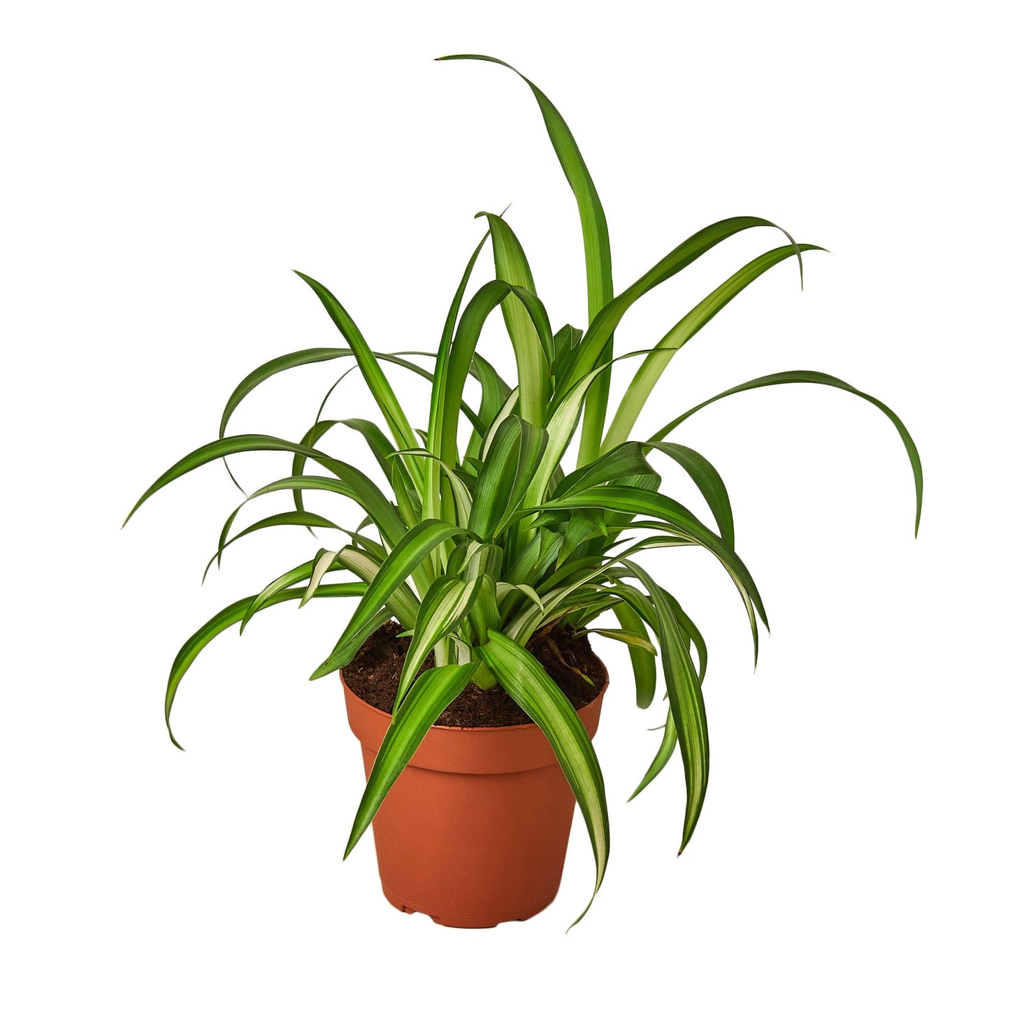 Spider Plant Hawaiian 4" potted plant