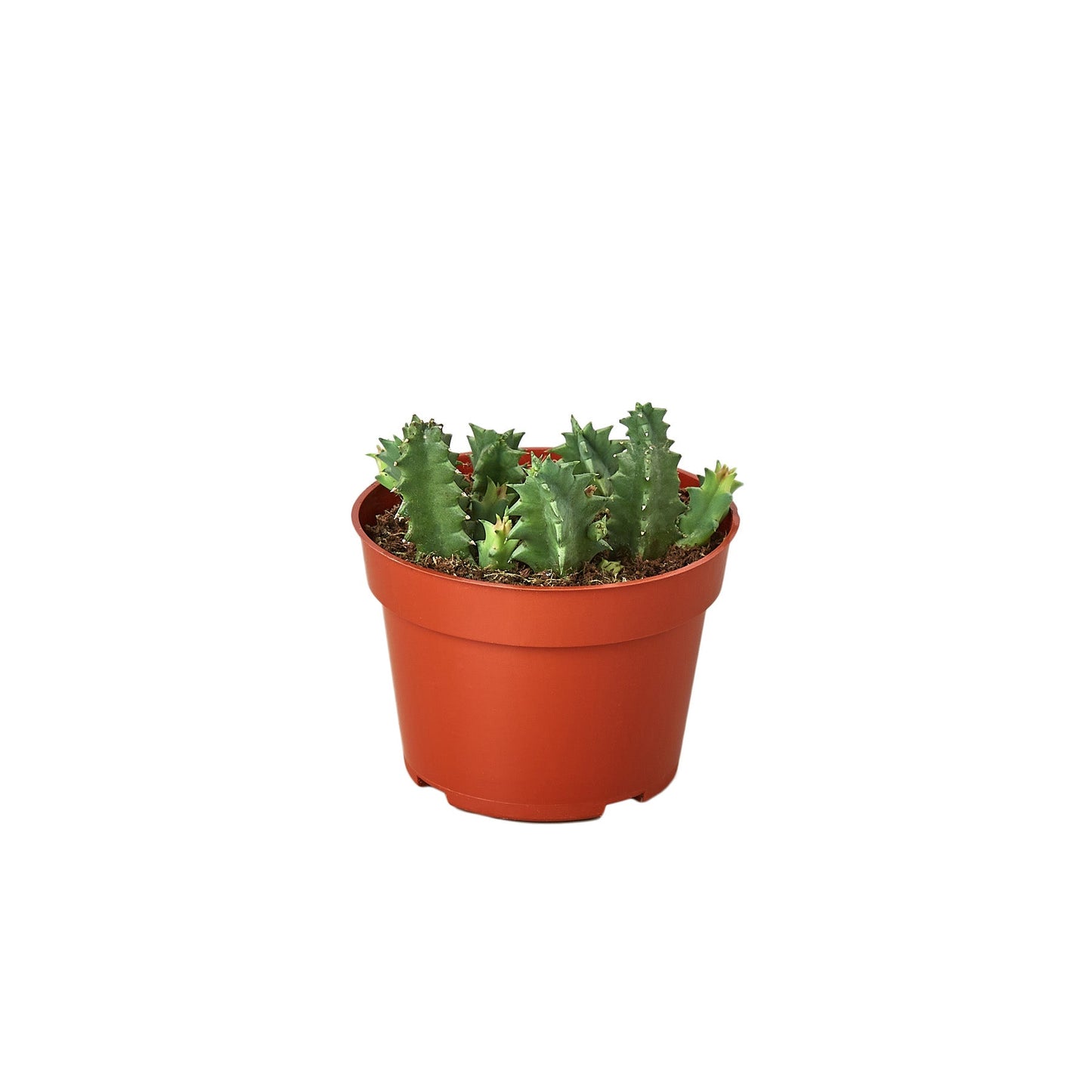 Lifesaver Cactus potted plant
