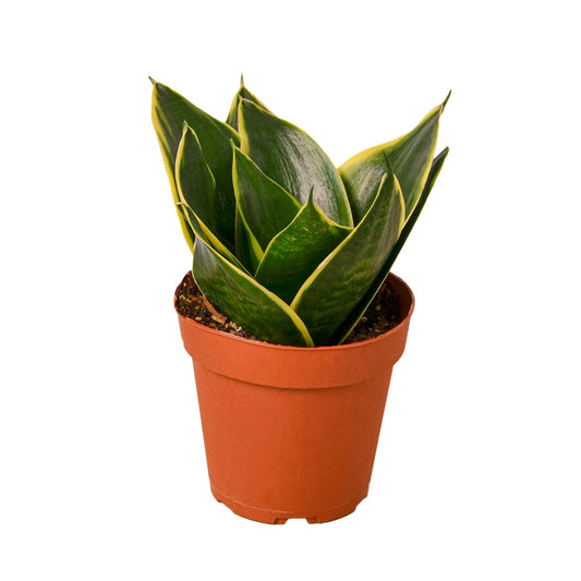 Snake Plant Emerald Star 4" potted plant
