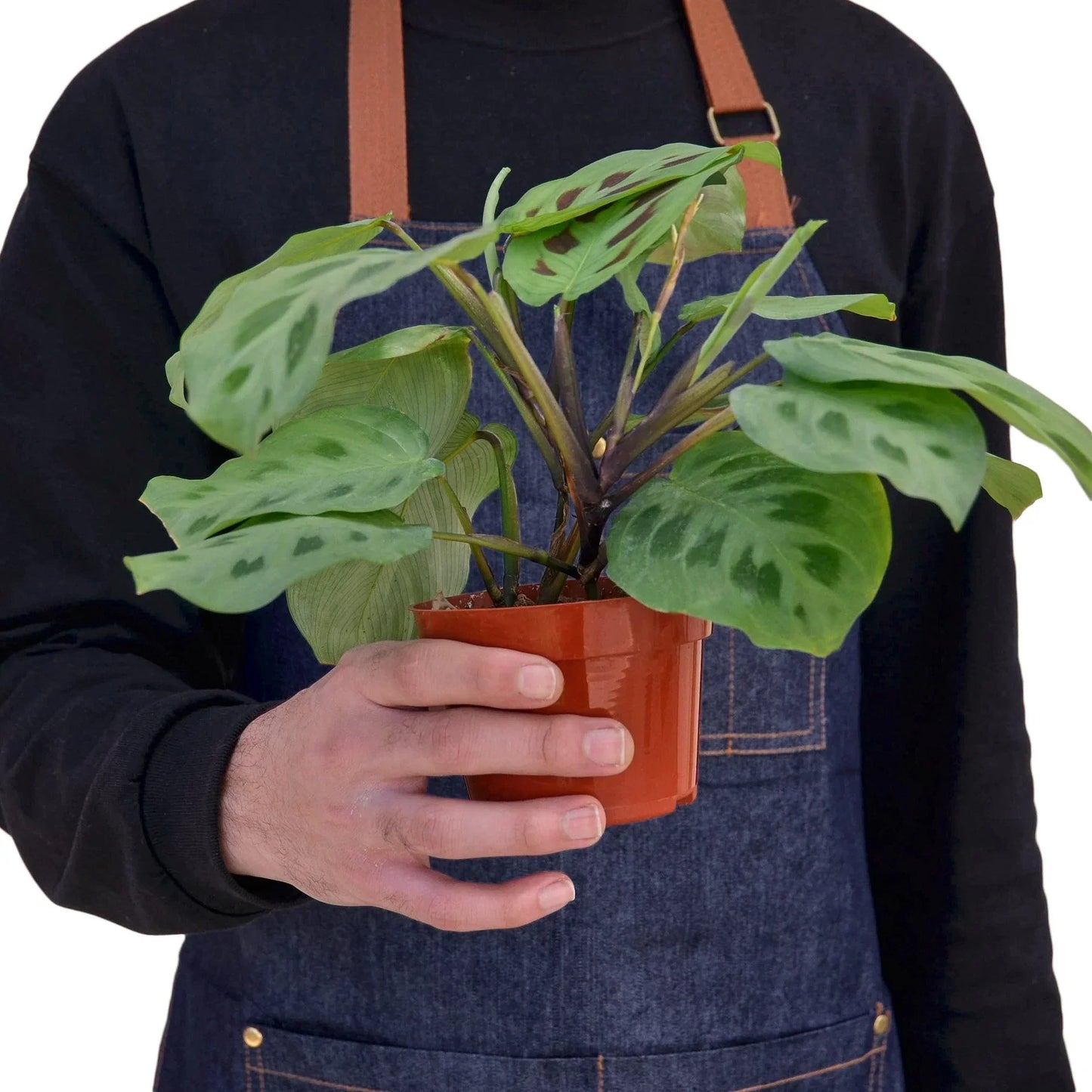 Maranta 'Leuconeura' 4" potted plant