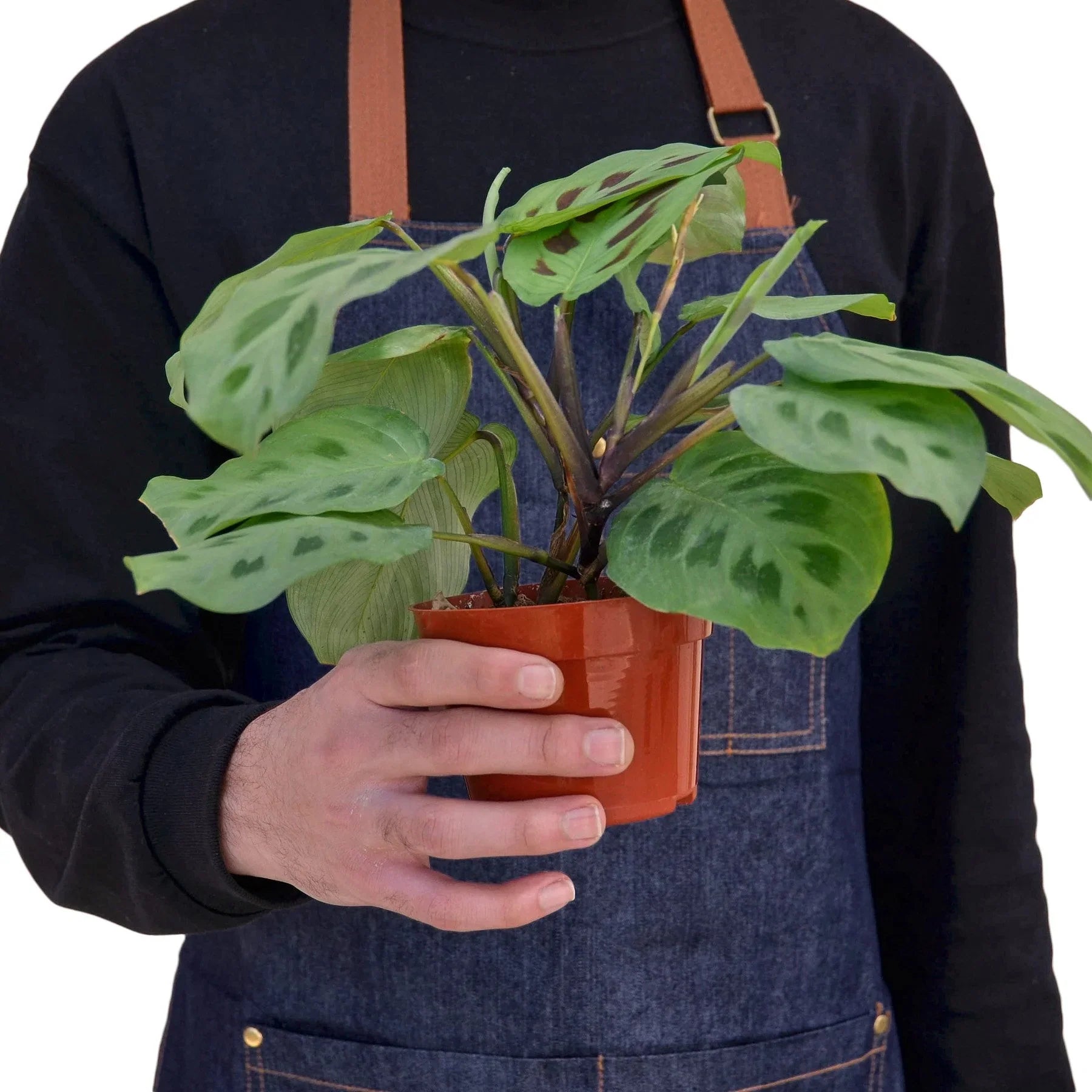 Maranta 'Leuconeura' 4" potted plant