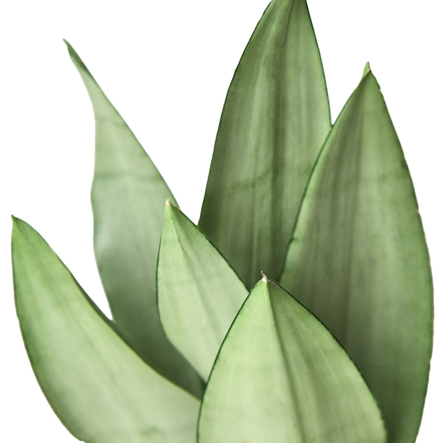 Snake Plant Moonshine potted plant