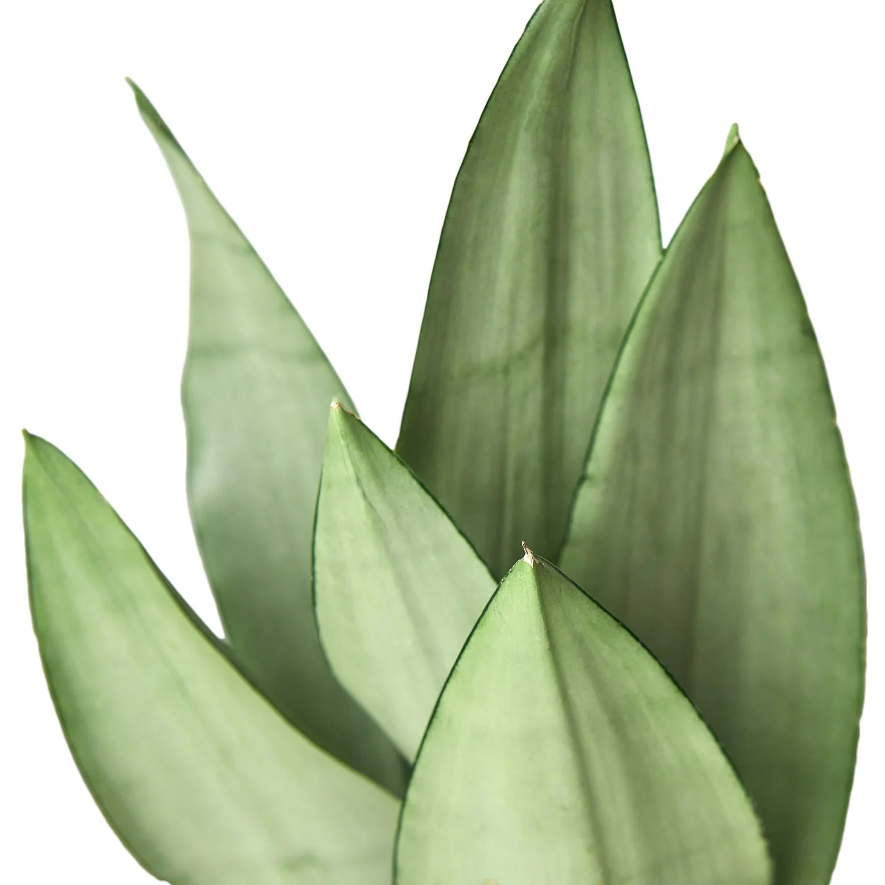 Snake Plant Moonshine potted plant