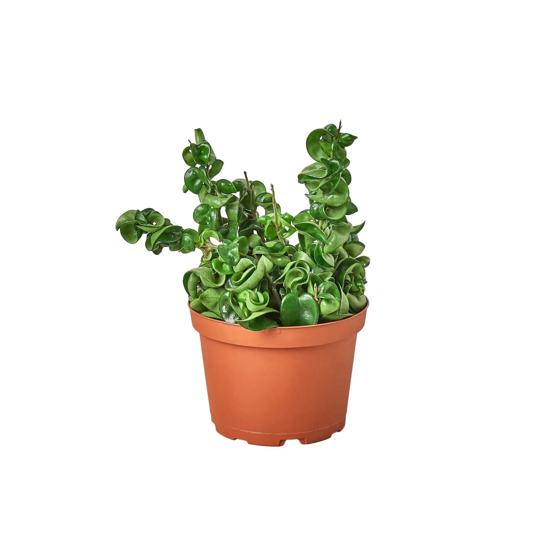 Hoya Rope Plant 4" potted plant