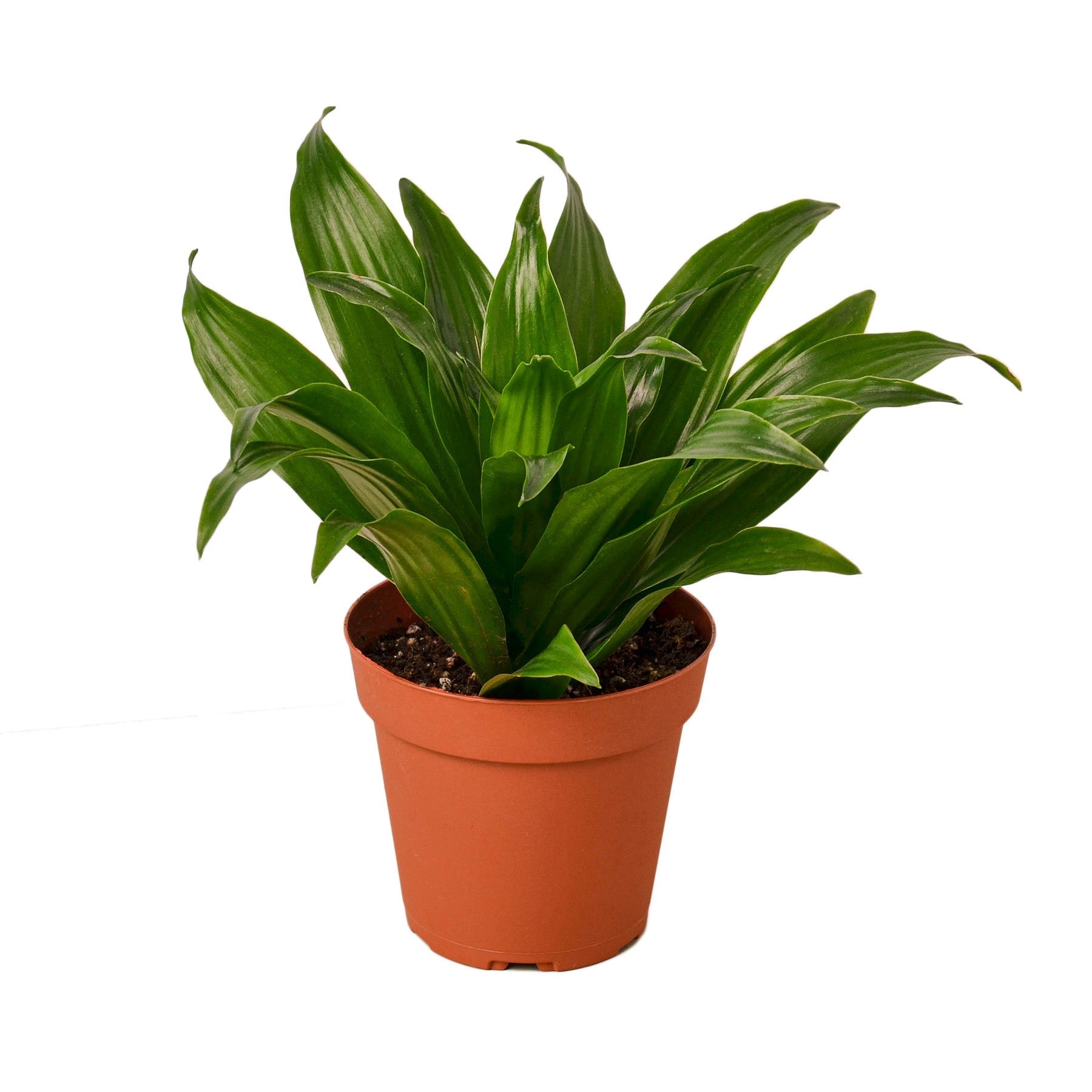 Dracaena 'Janet Craig' 4" potted plant