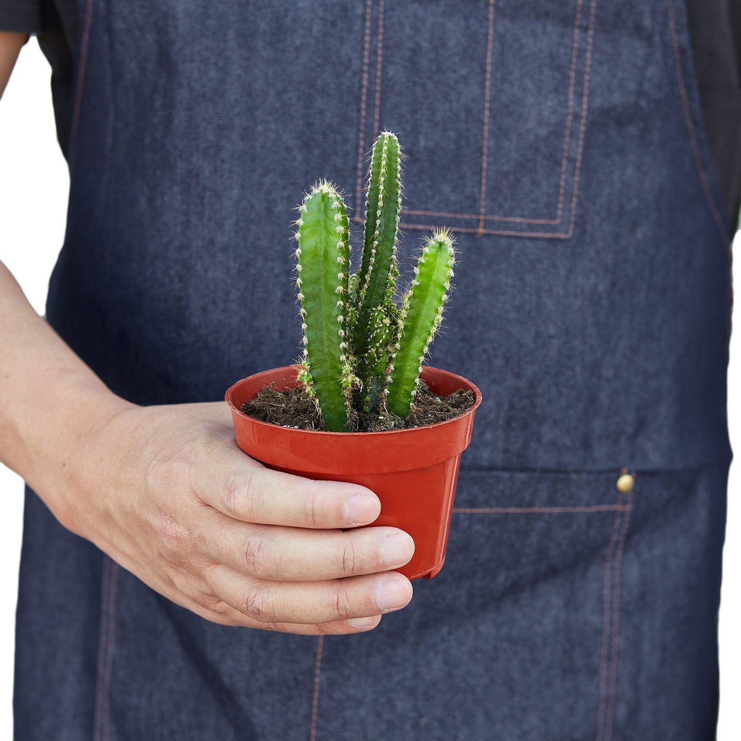 Fairy Castle Cactus potted plant