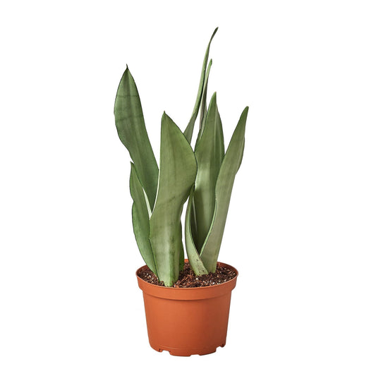 Snake Plant Moonshine 6" potted plant