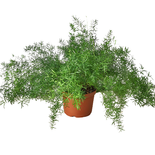 Fern 'Sprengeri' 6" potted plant
