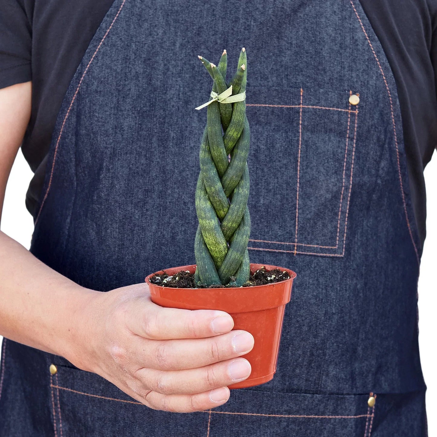 Snake Plant Braided 4" potted plant