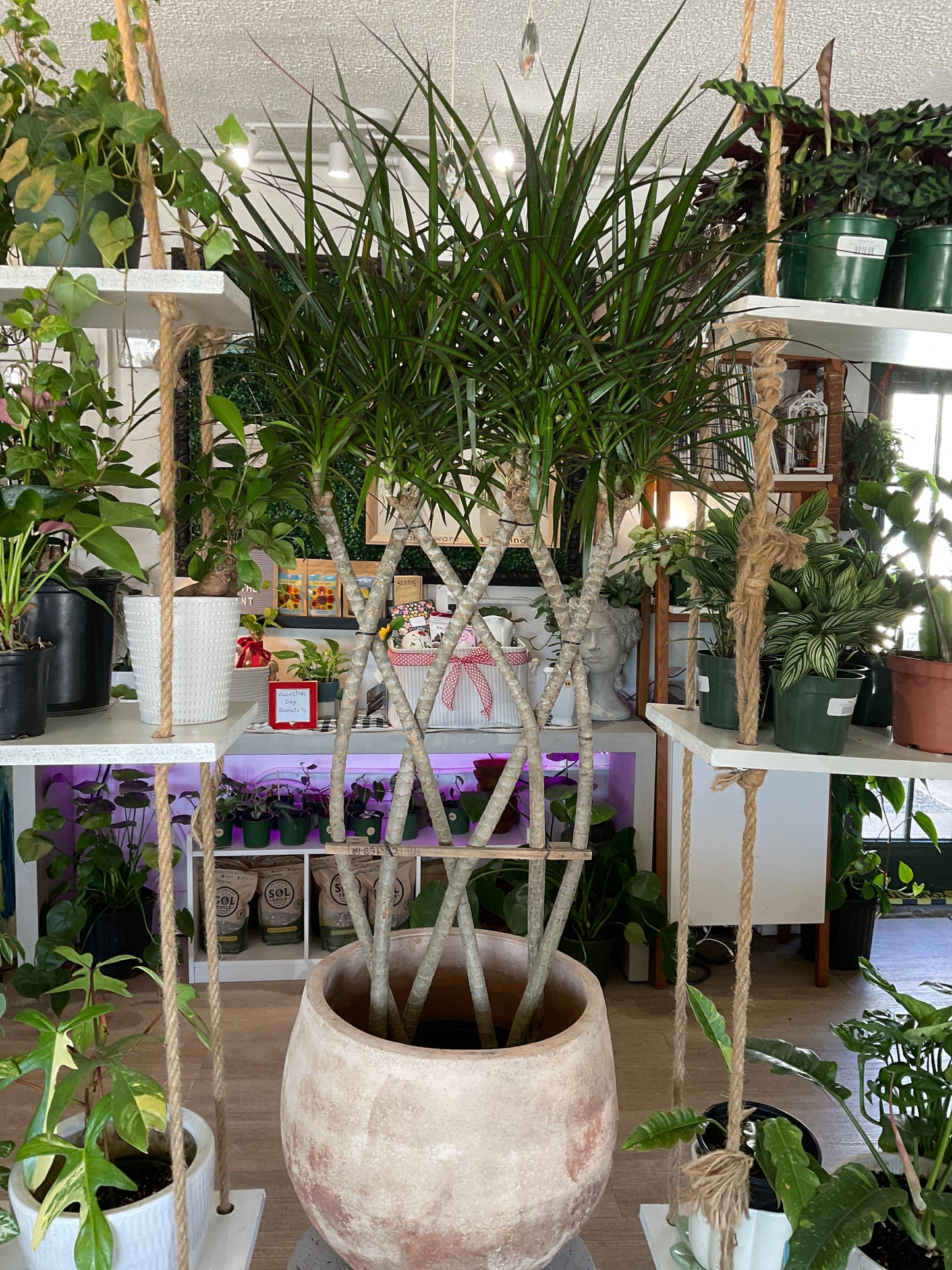 Dracaena