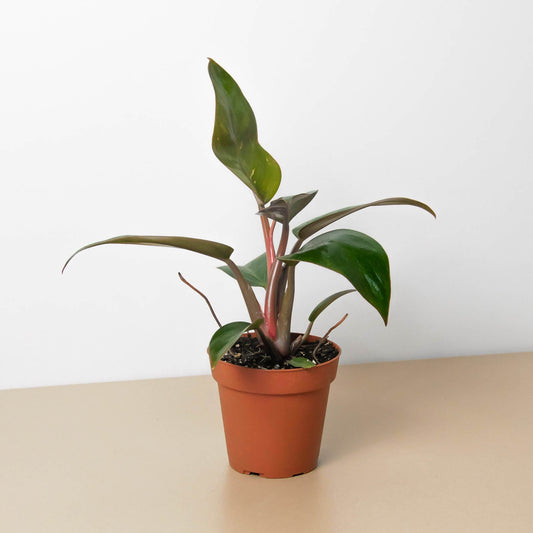 Philodendron 'Birkin Pink' potted plant
