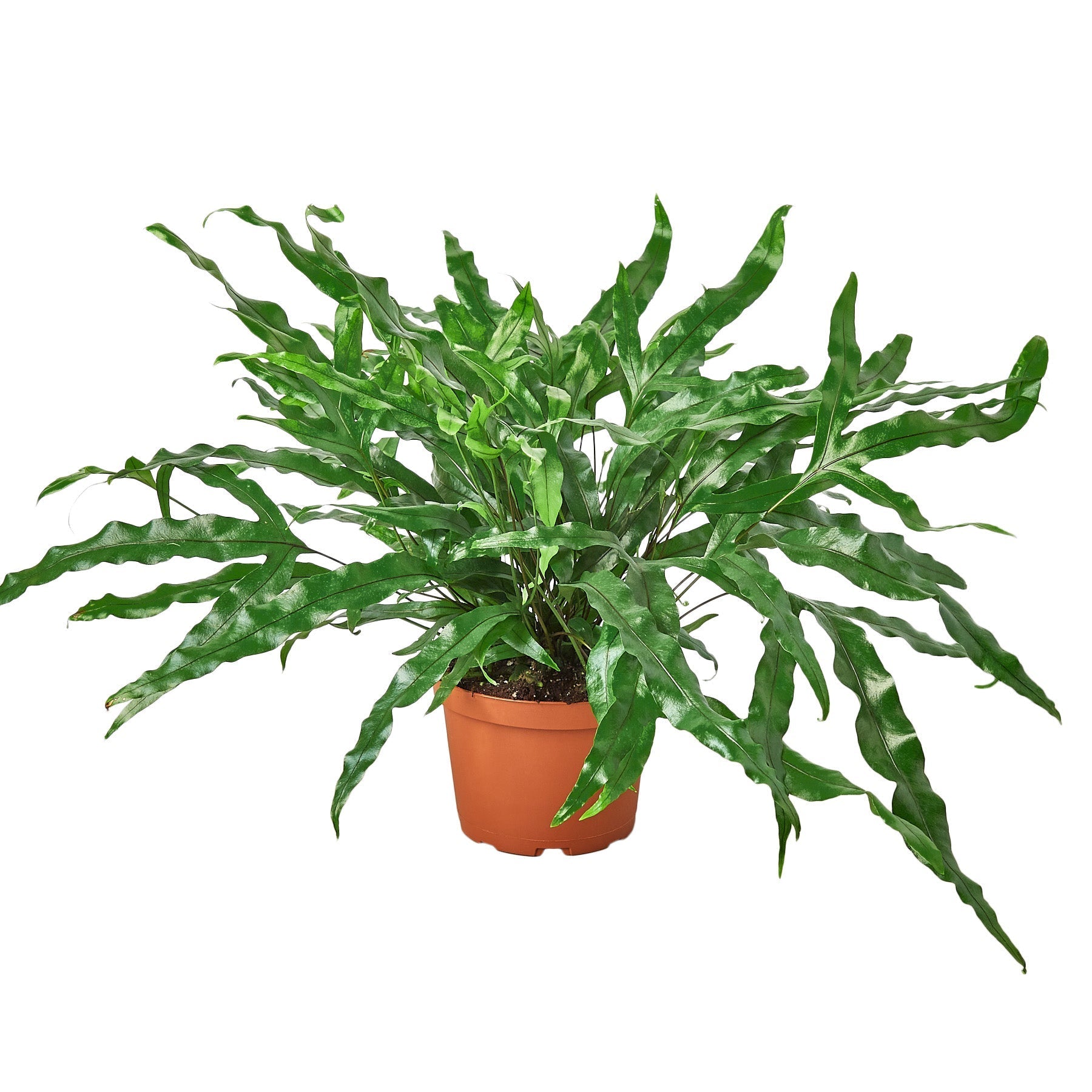 Fern 'Kangaroo Paw' 6" potted plant