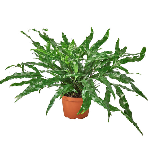Fern 'Kangaroo Paw' 6" potted plant