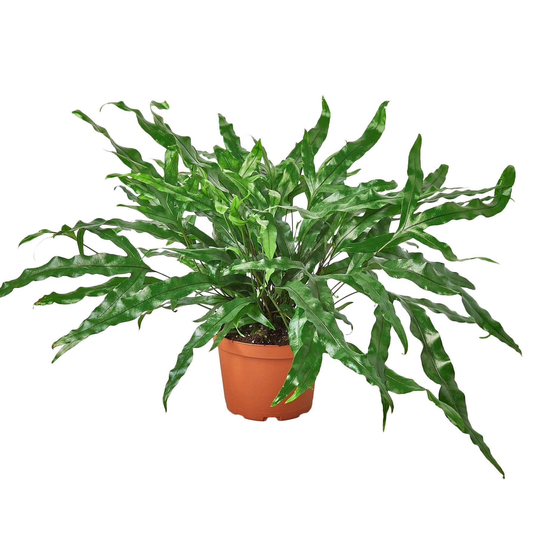 Fern 'Kangaroo Paw' 6" potted plant