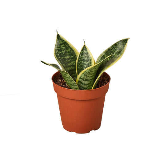 Snake Plant Laurentii Dwarf potted plant