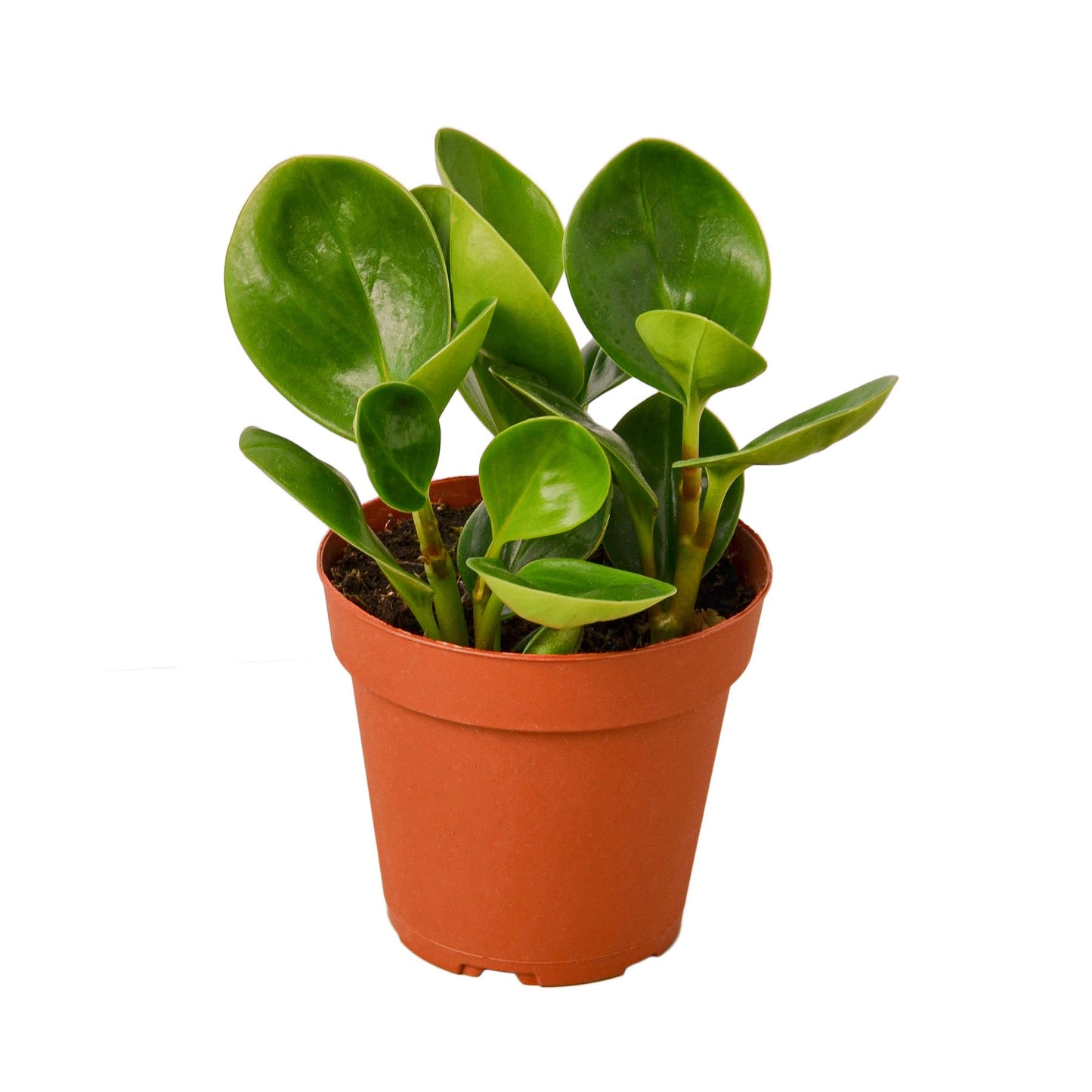 Peperomia Thailand potted plant