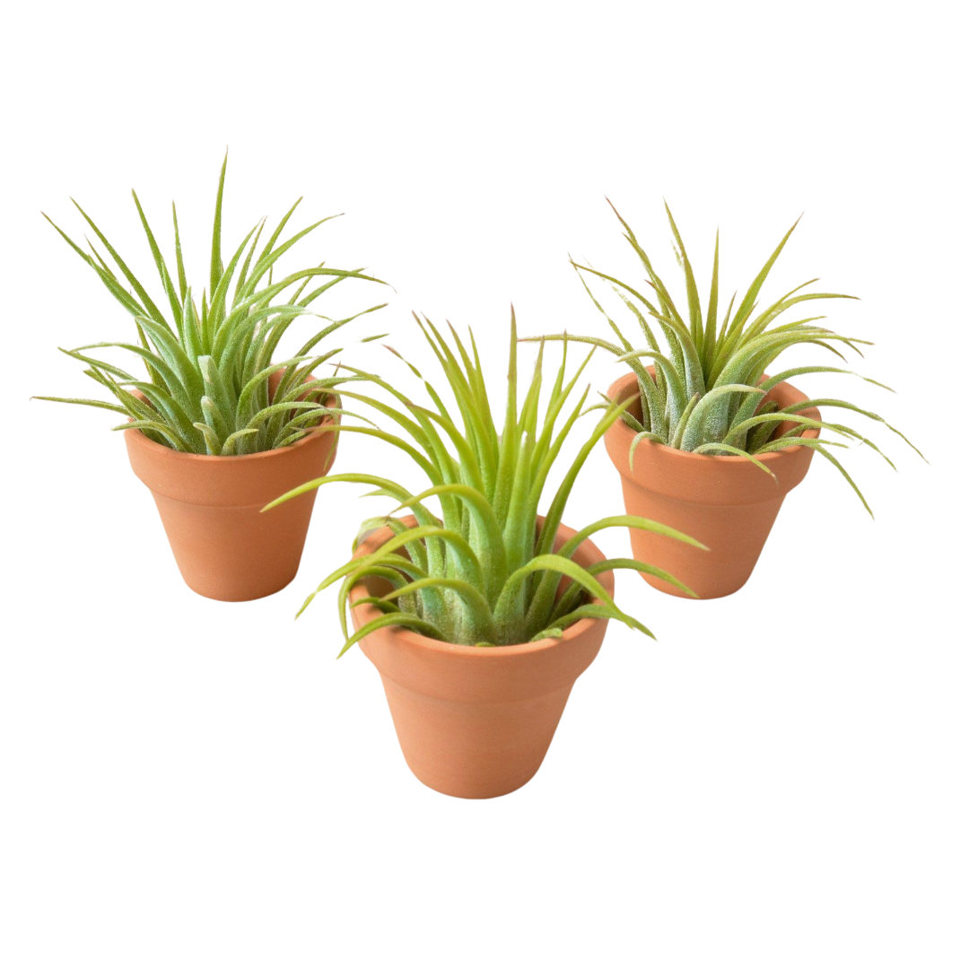 3 Ionantha Air Plants with Mini Terra Cotta Pots potted plant