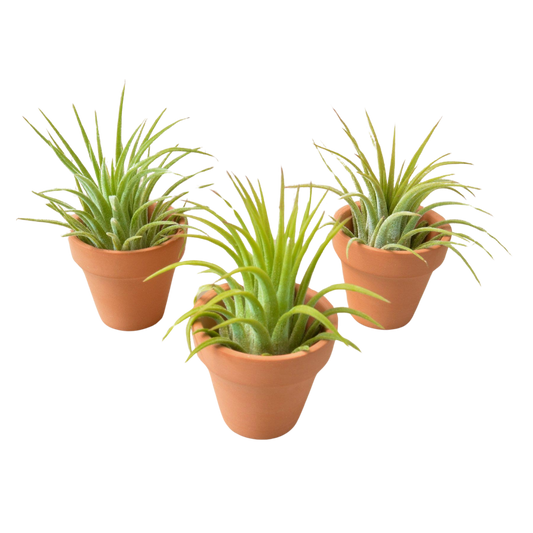 3 Ionantha Air Plants with Mini Terra Cotta Pots potted plant