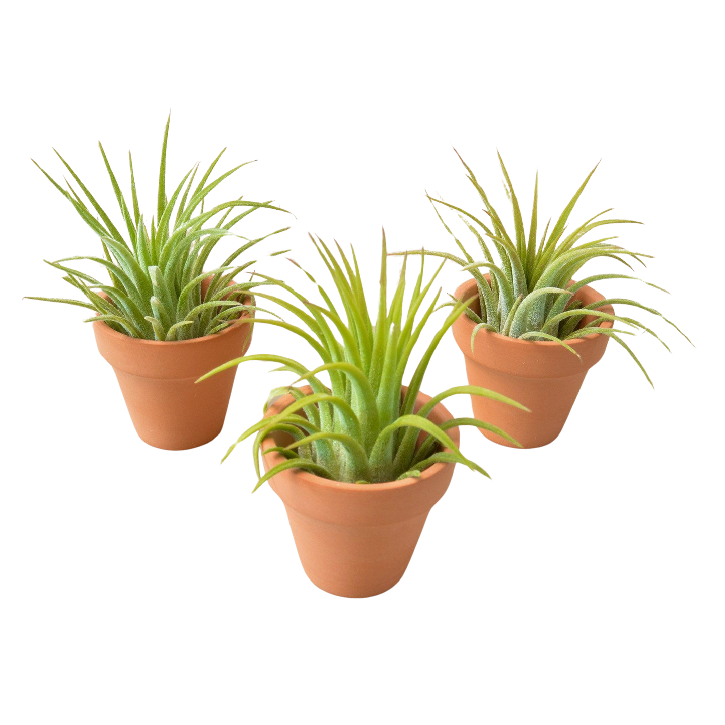 3 Ionantha Air Plants with Mini Terra Cotta Pots potted plant