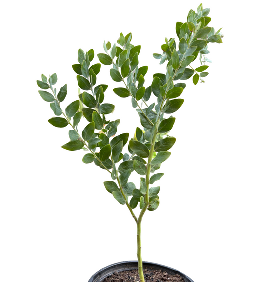 Acacia 'Podalyriifolia' Tree potted plant