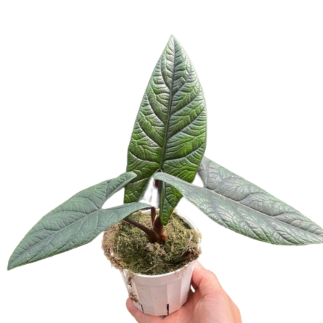 Alocasia 'Scalprum' potted plant