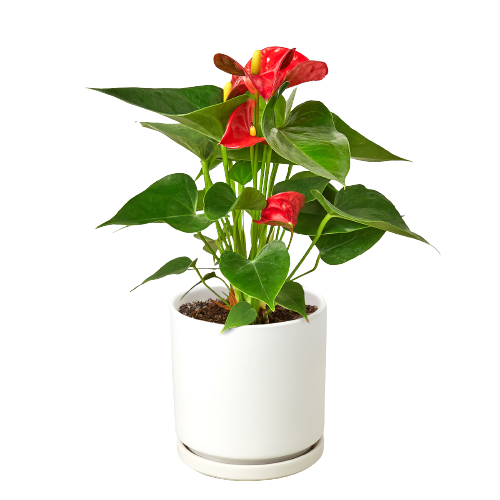 Anthurium 'Red' potted plant